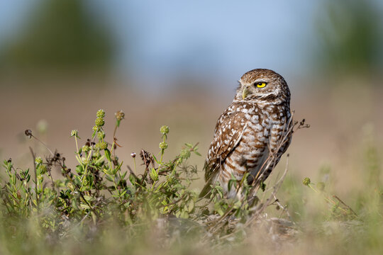 burrowing owl standing on grass in morning light