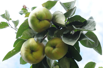 Quince grows on a tree in the garden. Ripe green quince on a tree. Fruit growing.