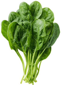 Lush bunch of fresh spinach leaves