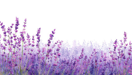 Naklejka premium Lavender field, vibrant purple flowers, soft hues, artistic rendering
