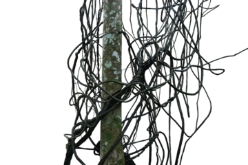 Messy jungle vines liana plant in forest climbing hanging and twisted around on jungle tree trunk  on transparent background