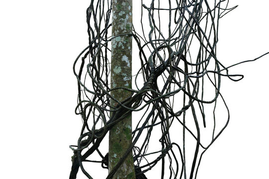 Messy jungle vines liana plant in forest climbing hanging and twisted around on jungle tree trunk  on transparent background