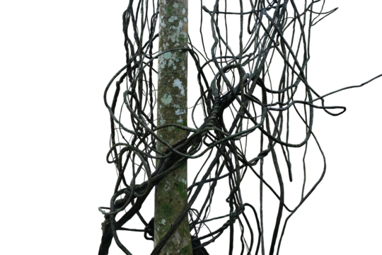 Messy jungle vines liana plant in forest climbing hanging and twisted around on jungle tree trunk  on transparent background