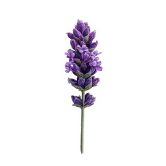 Obraz premium Close-up of a vibrant purple lavender flower stem (1)