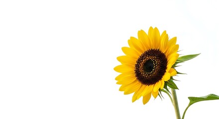 A vibrant sunflower head, bright yellow petals, and dark brown center, set against a plain white backdrop.