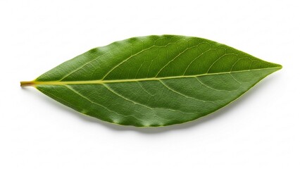 Obraz premium fresh green leaf