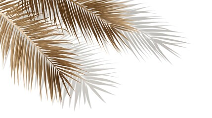 Obraz premium A close-up of palm leaves casting shadows overlay on a white background