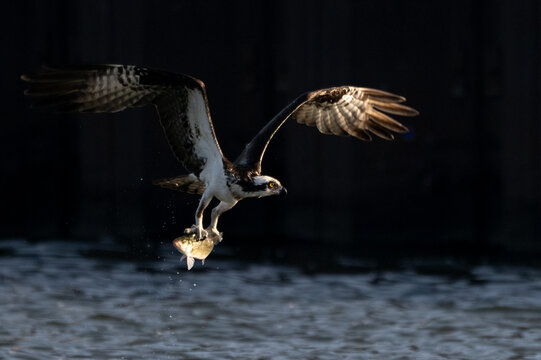 osprey flying low over the water with fish