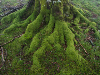 Enchanted misty beech forest in the Basque Country - A mystical landscape of ancient trees with...