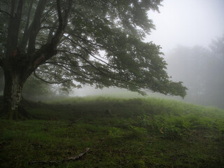 Enchanted misty beech forest in the Basque Country - A mystical landscape of ancient trees with winding branches and lush green moss on a foggy, surreal day.