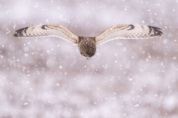 Obraz premium short eared owl flying with head down in heavy snowfall
