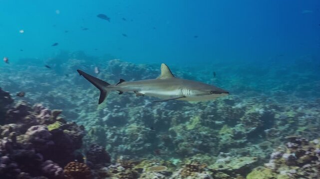 A Grey Tree Shark swims towards and past camera over a remote tropical coral reef in the Pacific Ocean.