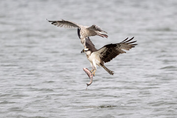 seagull attacking osprey for fish