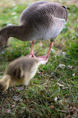 Wildlife encounter in a British park with a mother goose and her gosling exploring the grass