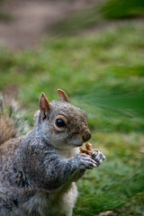 Squirrel enjoying a snack in a London park during an autumn afternoon