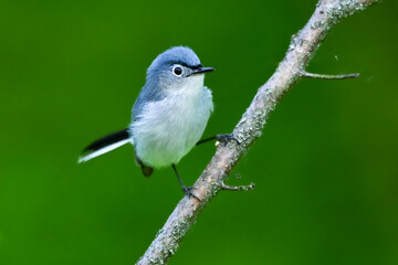 gray gnatcatcher