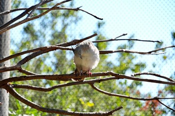 Pigeon sitting on a tree branch in the city park