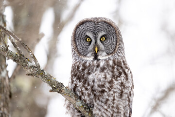 great gray owl