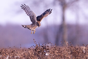 Northern harrier