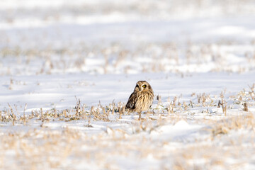 short eared owl