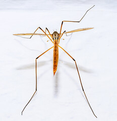 Huge crane fly (Tipulidae) resting on indoor wall in house interior