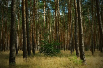 Fototapeta premium Dense pine forest with tall straight trunks and grassy floor, featuring a green bush in front – natural woodland background and wallpaper
