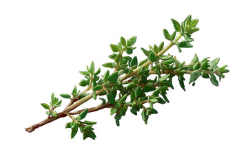 Fresh thyme sprig on black background