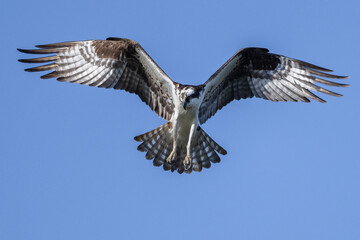 osprey