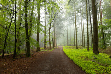 Fototapeta premium Frühlingshafter Pfälzerwald am Schänzelturm in Edenkoben mit grünen Blättern und Nebel