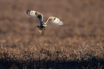 short eared owl