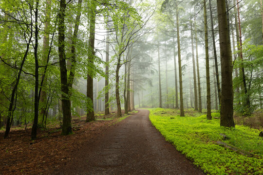 Fr&uuml;hlingshafter Pf&auml;lzerwald am Sch&auml;nzelturm in Edenkoben mit gr&uuml;nen Bl&auml;ttern und Nebel
