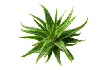 Close-up of a vibrant green aloe vera plant, radiating outwards from a central point.  The leaves are spiky, succulent, and display subtle, lighter green markings.  Isolated on a black background