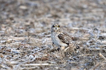 short eared owl