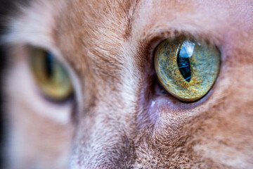 Close-up of a curious red cat with striking green eyes, showcasing its playful nature and furry texture, emphasizing the beauty of feline companionship and wonder