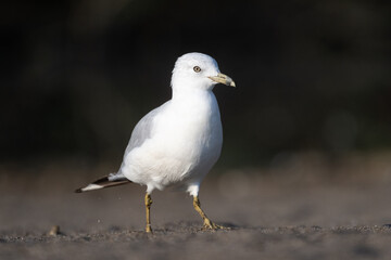seagull on the beach