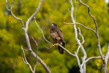 juvenile bald eagle