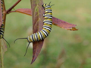 Monarch butterfly caterpillar crawling on leaf of swamp milkweed plant