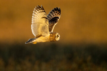 short eared owl