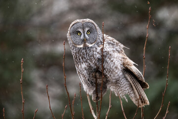 great gray owl