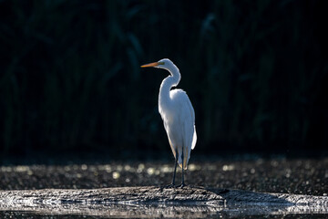 snowy egret