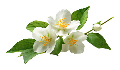 Obraz premium Close-up of a jasmine flower branch with three blossoms and buds. Green leaves surround the white blossoms. Natural light