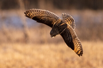 short eared owl