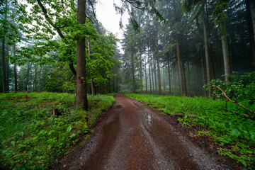 Frühlingshafter Pfälzerwald am Schänzelturm in Edenkoben mit grünen Blättern und Nebel