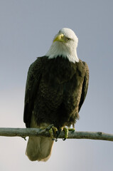 american bald eagle