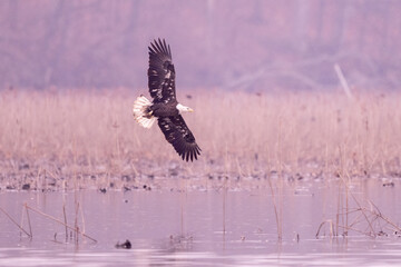 bald eagle