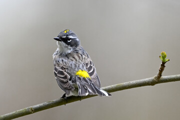 yellow rumped warbler