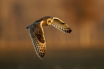 short eared owl