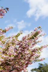 Blossoming cherry tree under a clear blue sky during springtime tranquility