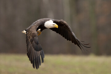 american bald eagle