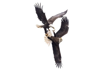 2 eagles in flight fighting over a fish with talons locked